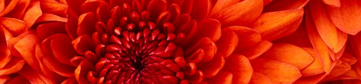 Otvorenie css - Chrysanthemum