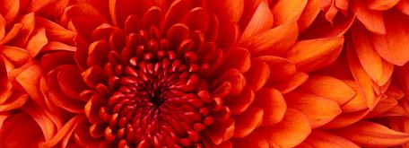 Otvorenie css - Chrysanthemum