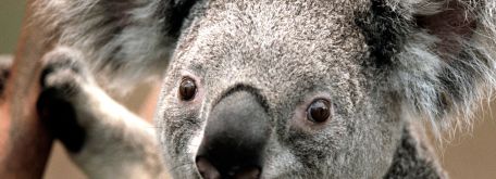 Otvorenie css - Koala